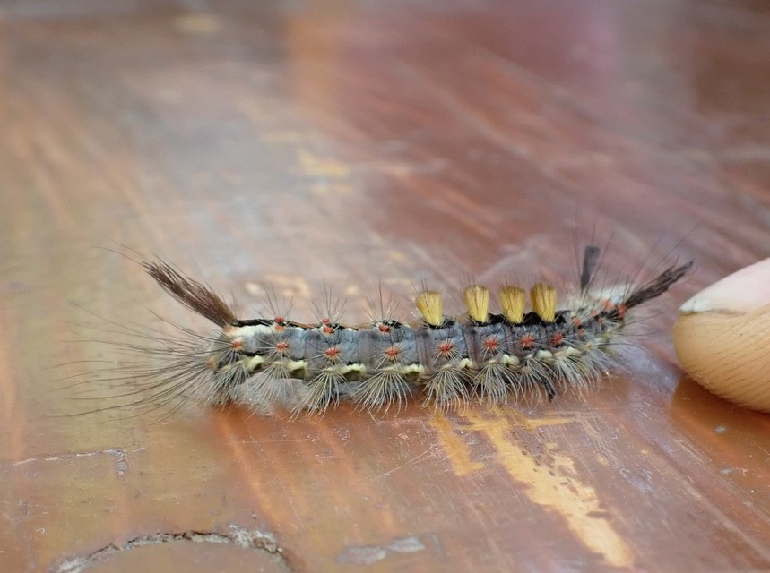 Orgyia antiqua - rozsdabarna kisszövő