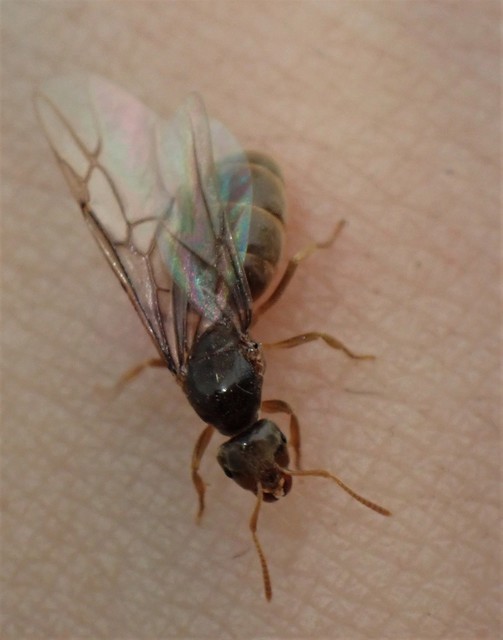 Lasius bombycina - pusztai feketehangya