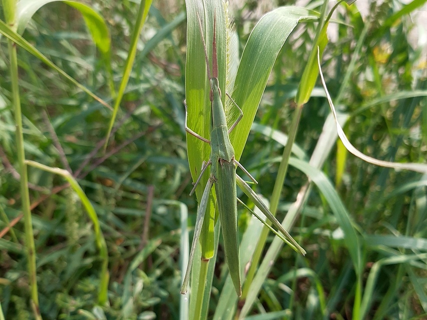 Acrida ungarica - sisakos sáska