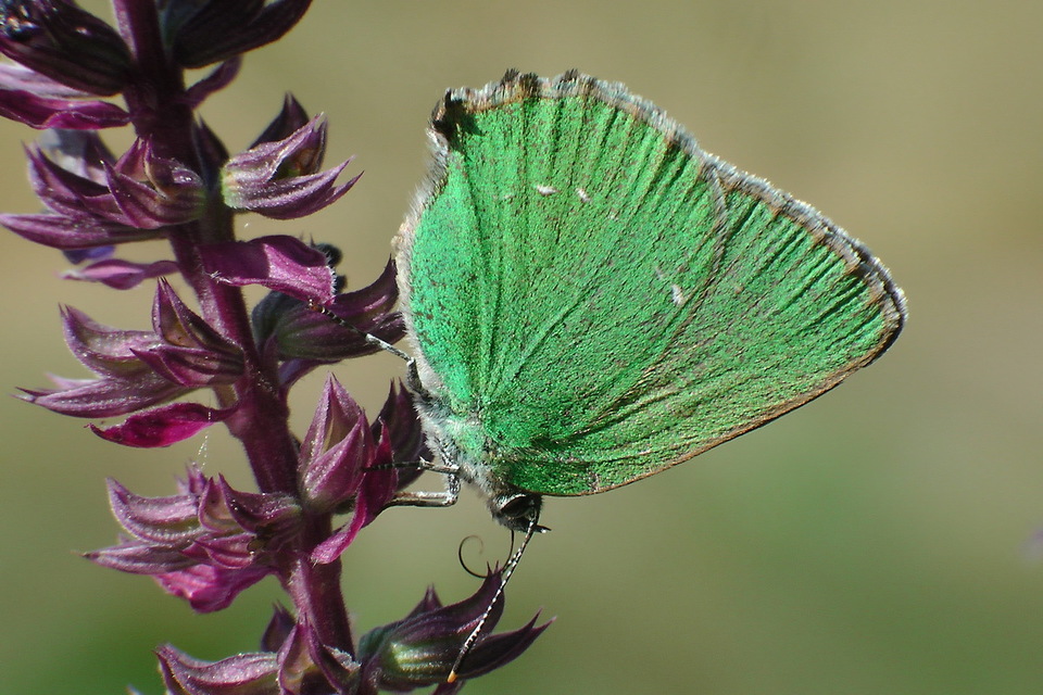 Callophrys rubi - zöldfonákú lepke