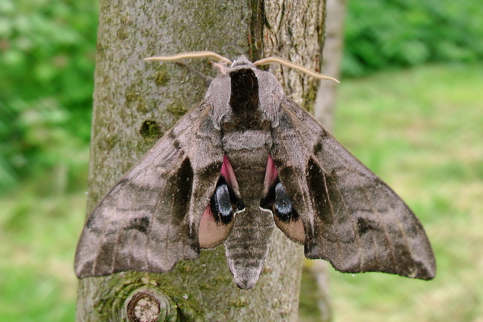 Smerinthus ocellatus - esti pávaszem