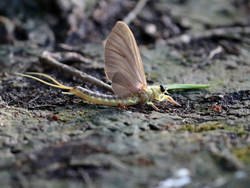 Palingenia longicauda - tiszavirág