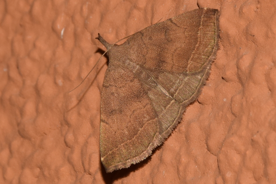 Pechipogo plumigeralis - tollascsápú karcsúbagoly