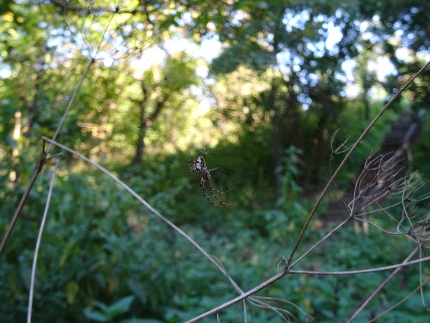 Metellina segmentata/mengei
