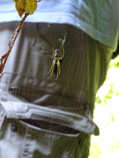 Metellina segmentata/mengei