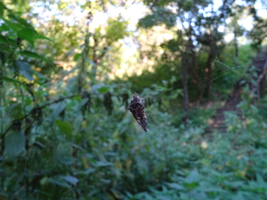 Araneus circe/angulatus