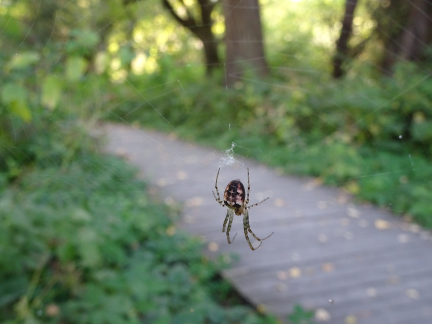 Metellina segmentata/mengei
