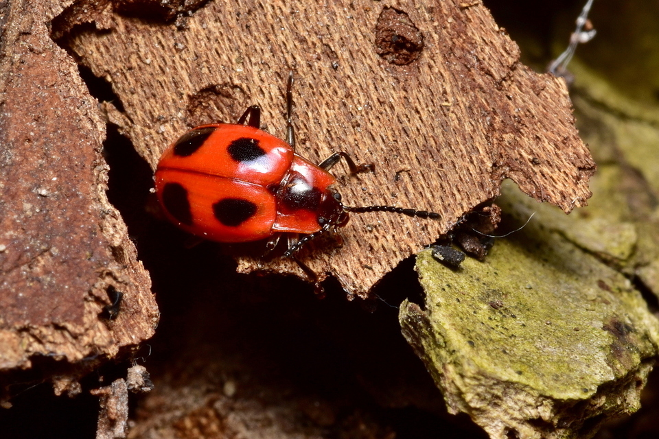 Endomychus coccineus - négypettyes álböde