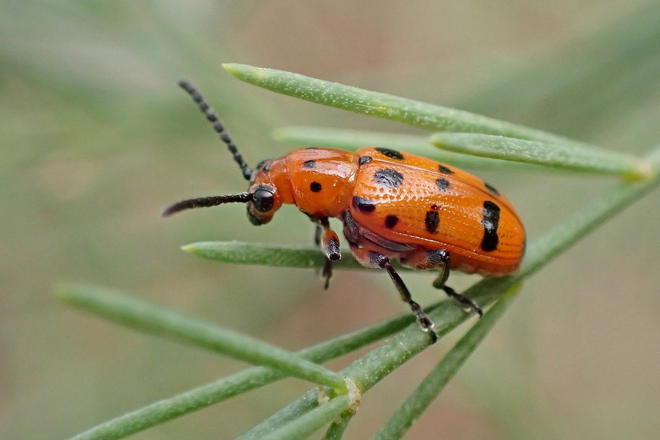 Crioceris quatuordecimpunctata - tizennégypontos spárgabogár