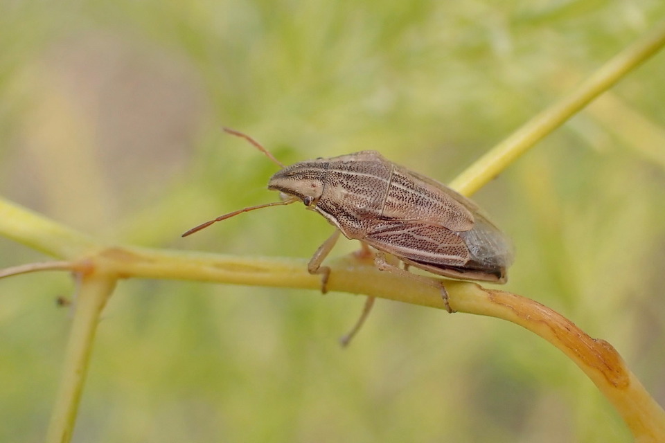 Aelia acuminata - közönséges szipolypoloska Aelia acuminata - közönséges szipolypoloska