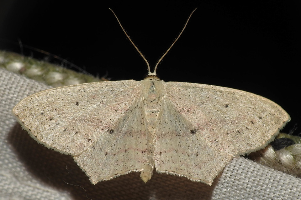 Scopula flaccidaria - alföldi sávosaraszoló