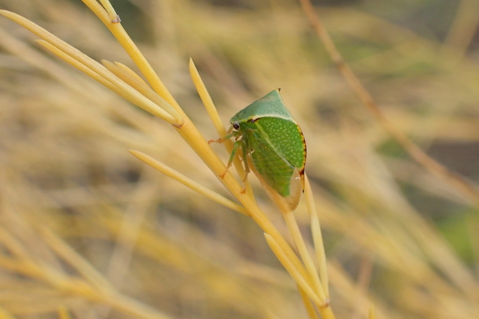 Stictocephala bisonia - bivalykabóca