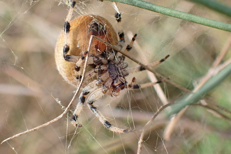 Araneus quadratus - négyes keresztespók