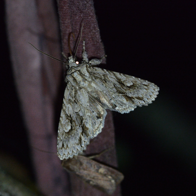Meganephria bimaculosa - kétfoltos szilbagoly