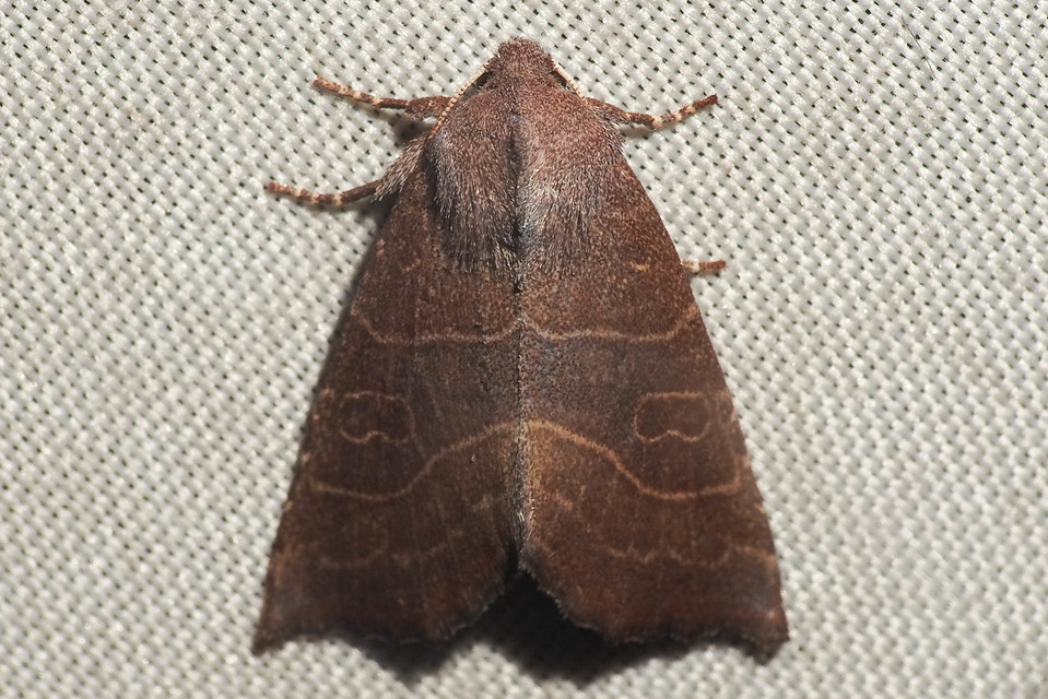 Atethmia ambusta - körtebagoly