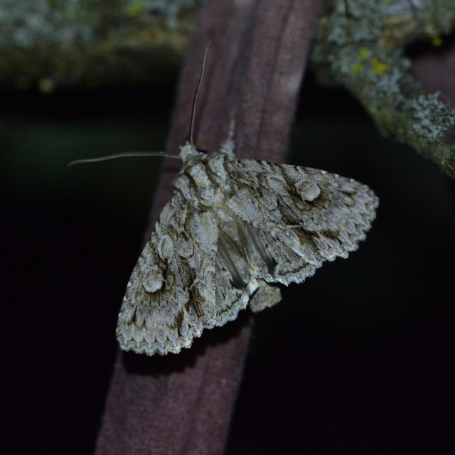 Meganephria bimaculosa - kétfoltos szilbagoly