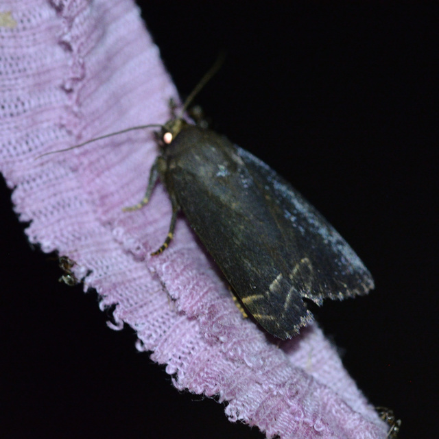 Amphipyra livida - zsírfényű bagoly