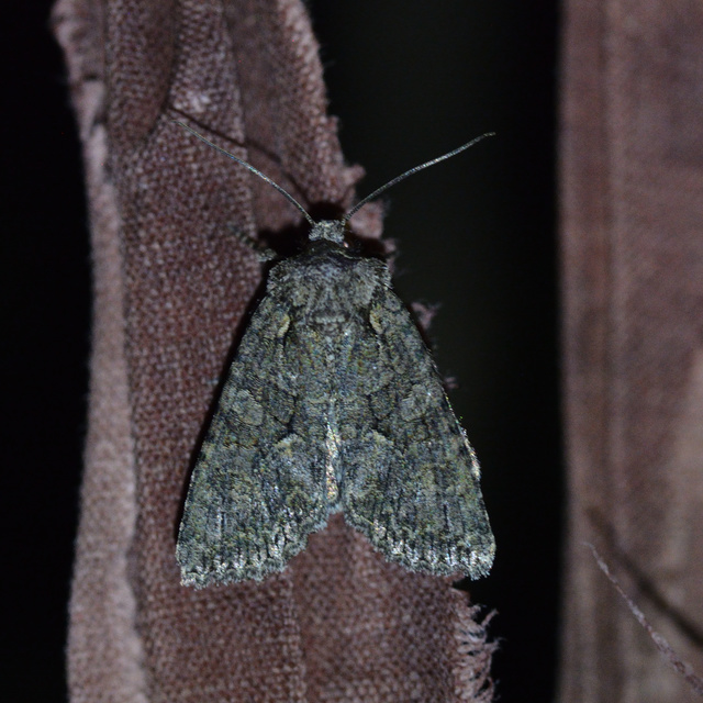 Dryobotodes monochroma - szürke tölgybagoly