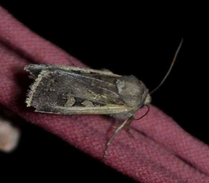 Euxoa hastifera pomazensis - szegélysávos földibagoly