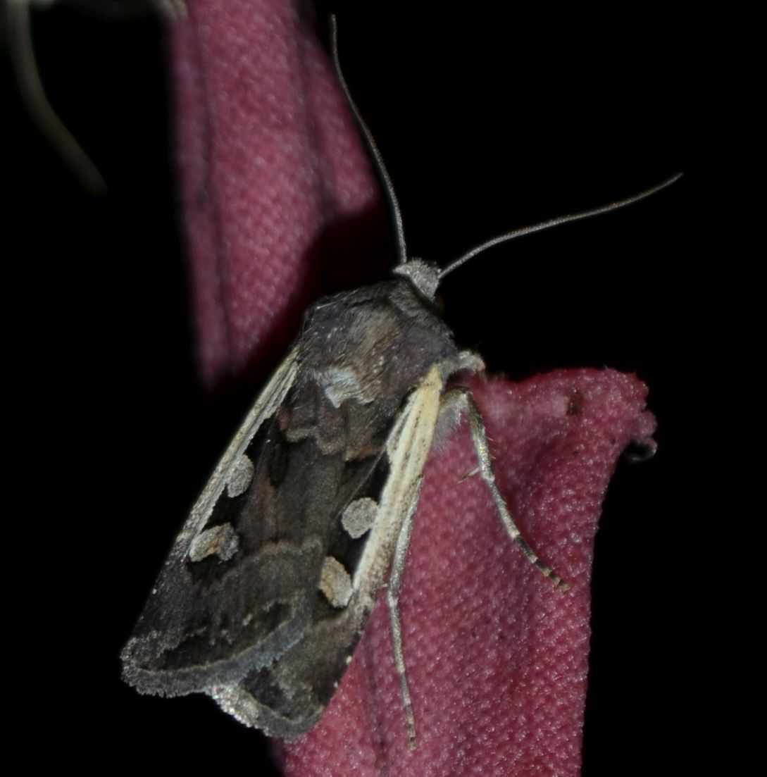 Euxoa hastifera pomazensis - szegélysávos földibagoly
