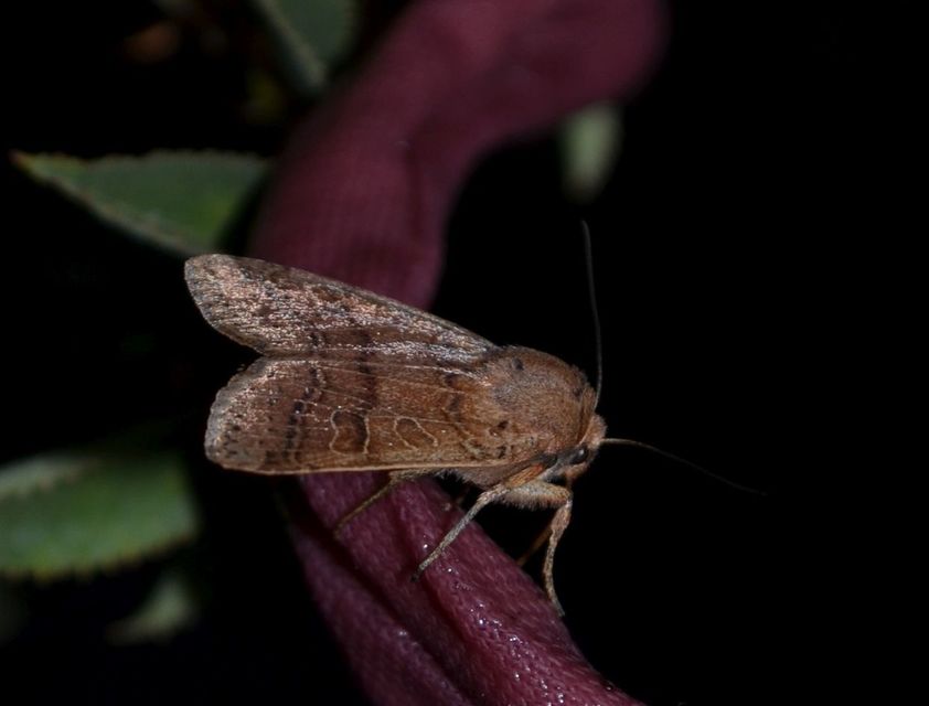 Anchoscelis nitida - rozsdabarna őszibagoly