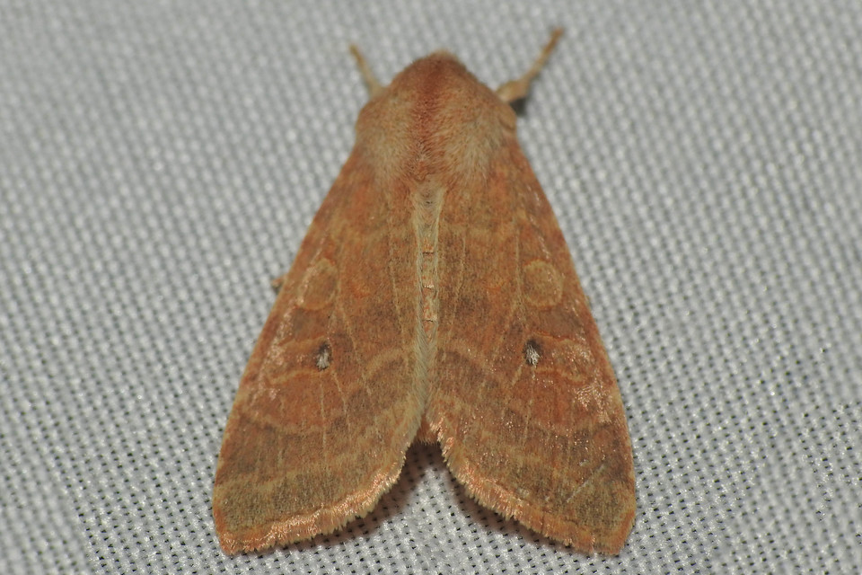 Cirrhia ocellaris - fakó sárgabagoly