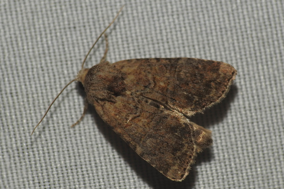 Mesoligia furuncula - kétszínű dudvabagoly