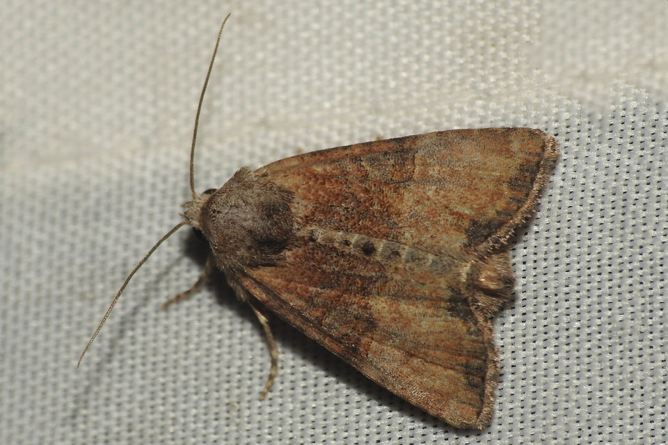 Mesoligia furuncula - kétszínű dudvabagoly