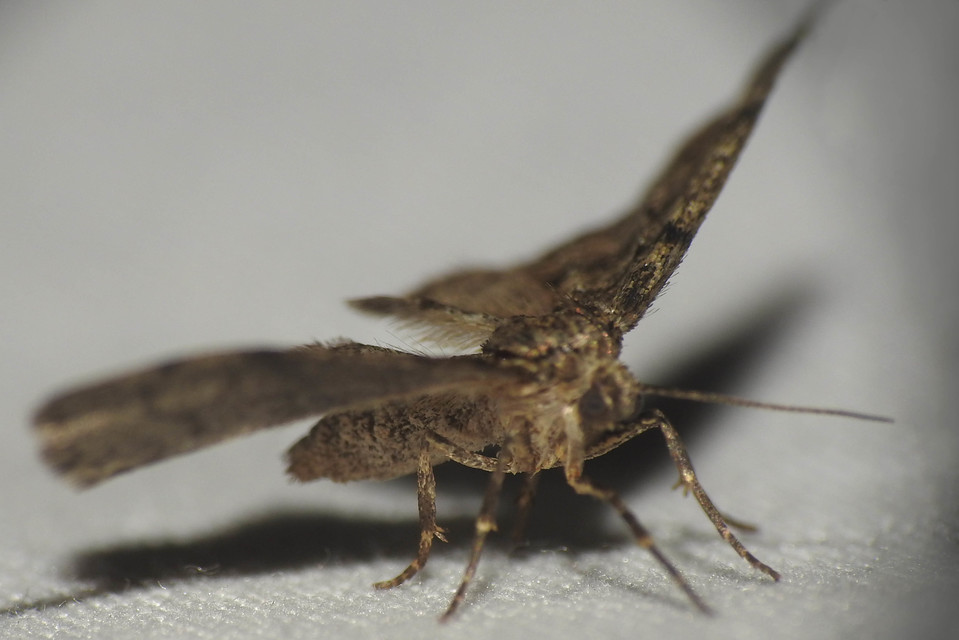 Tephronia sepiaria - zuzmóaraszoló