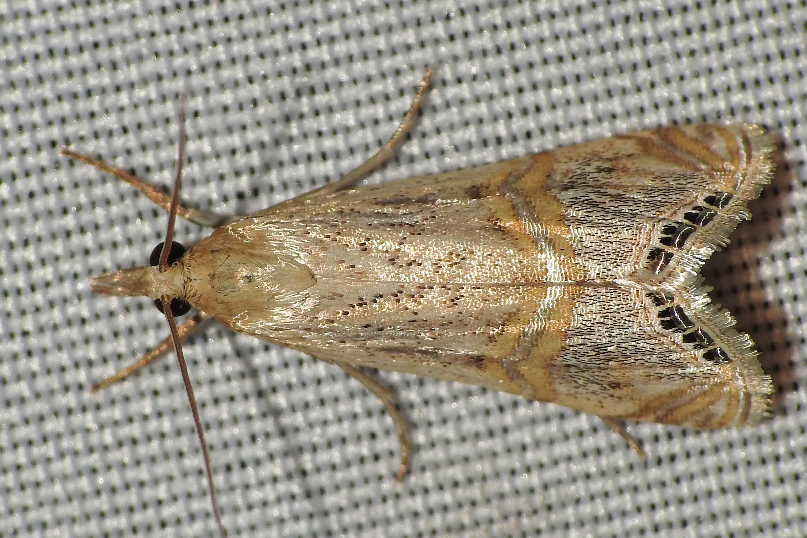 Euchromius ocellea - ezüstcsíkos mozaikmoly