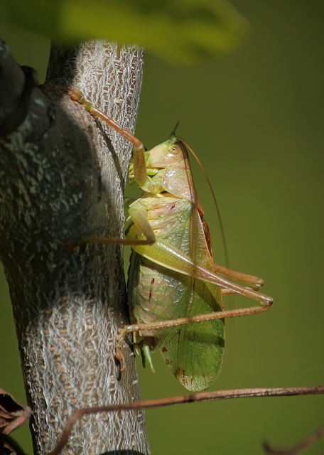 Tettigonia cantans - éneklő lombszöcske