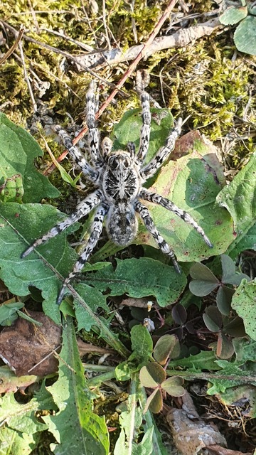 Lycosa singoriensis - szongáriai cselőpók