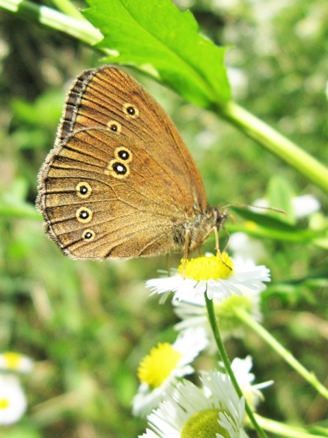 Aphantopus hyperanthus - közönséges ökörszemlepke