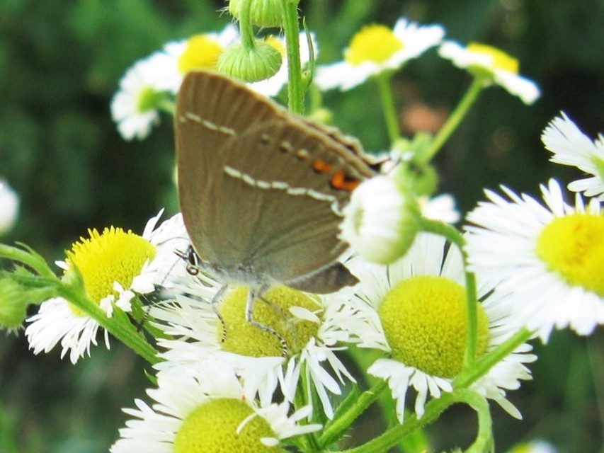 Satyrium spini - kökény-csücsköslepke