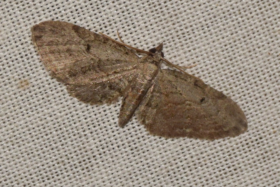 Eupithecia tenuiata - sötétszegélyű törpearaszoló
