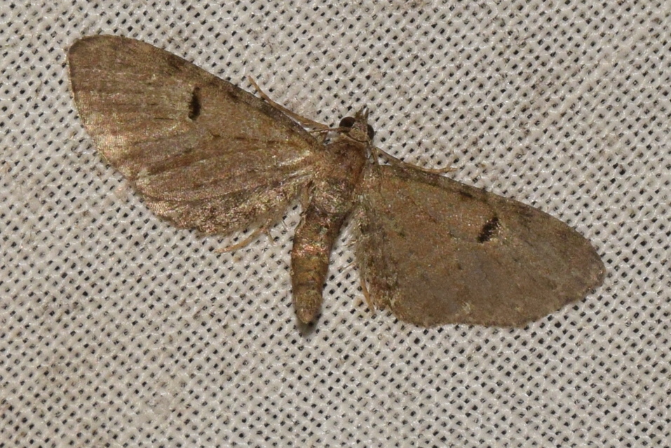 Eupithecia assimilata - komló-törpearaszoló