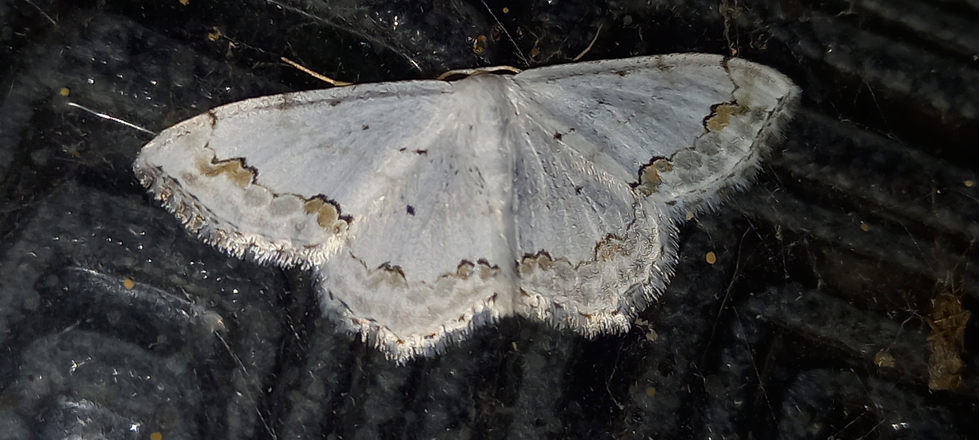 Scopula ornata - díszes fehéraraszoló