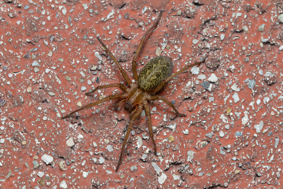 Eratigena agrestis - réti zugpók