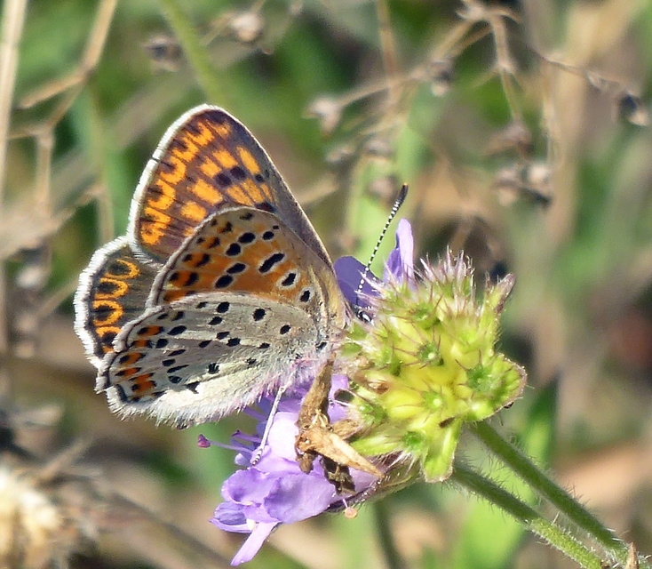 Lycaena tityrus - barna tűzlepke