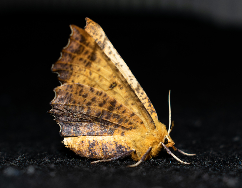 Ennomos autumnaria - őszi levélaraszoló
