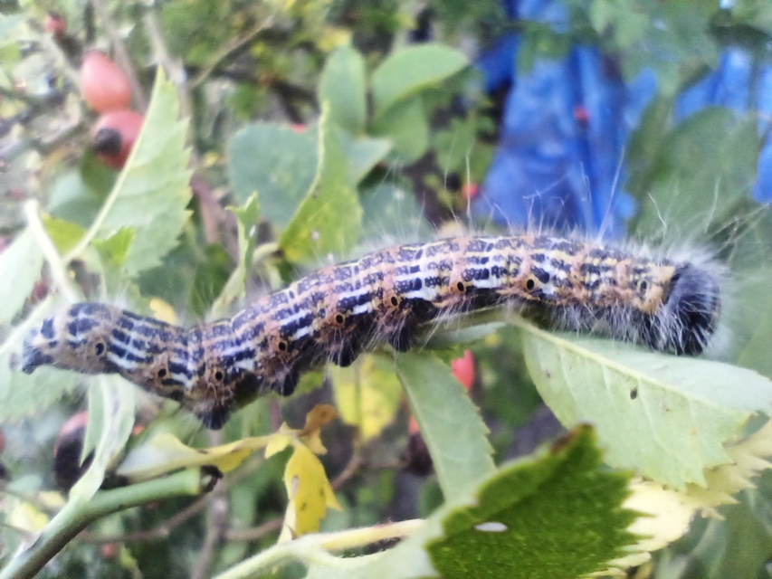 Phalera bucephala - sárgafoltos púposszövő