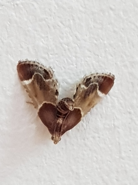 Pyralis farinalis - lisztilonca