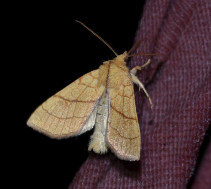 Tiliacea citrago - citromszínű sárgabagoly