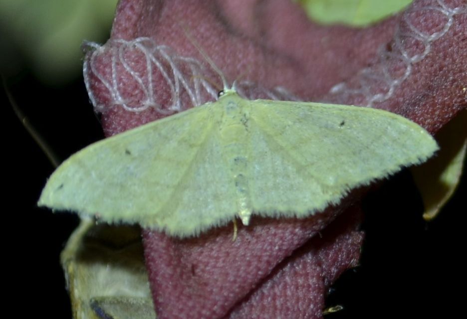 Idaea straminata - szalmasárga sávosaraszoló