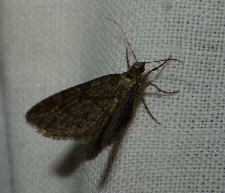 Eupithecia tenuiata - sötétszegélyű törpearaszoló