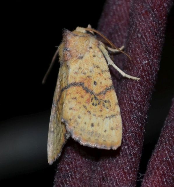 Tiliacea sulphurago - kénes sárgabagoly