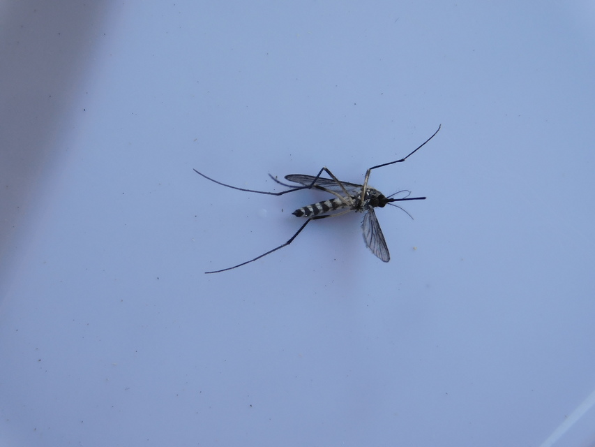 Ochlerotatus geniculatus - díszes szúnyog