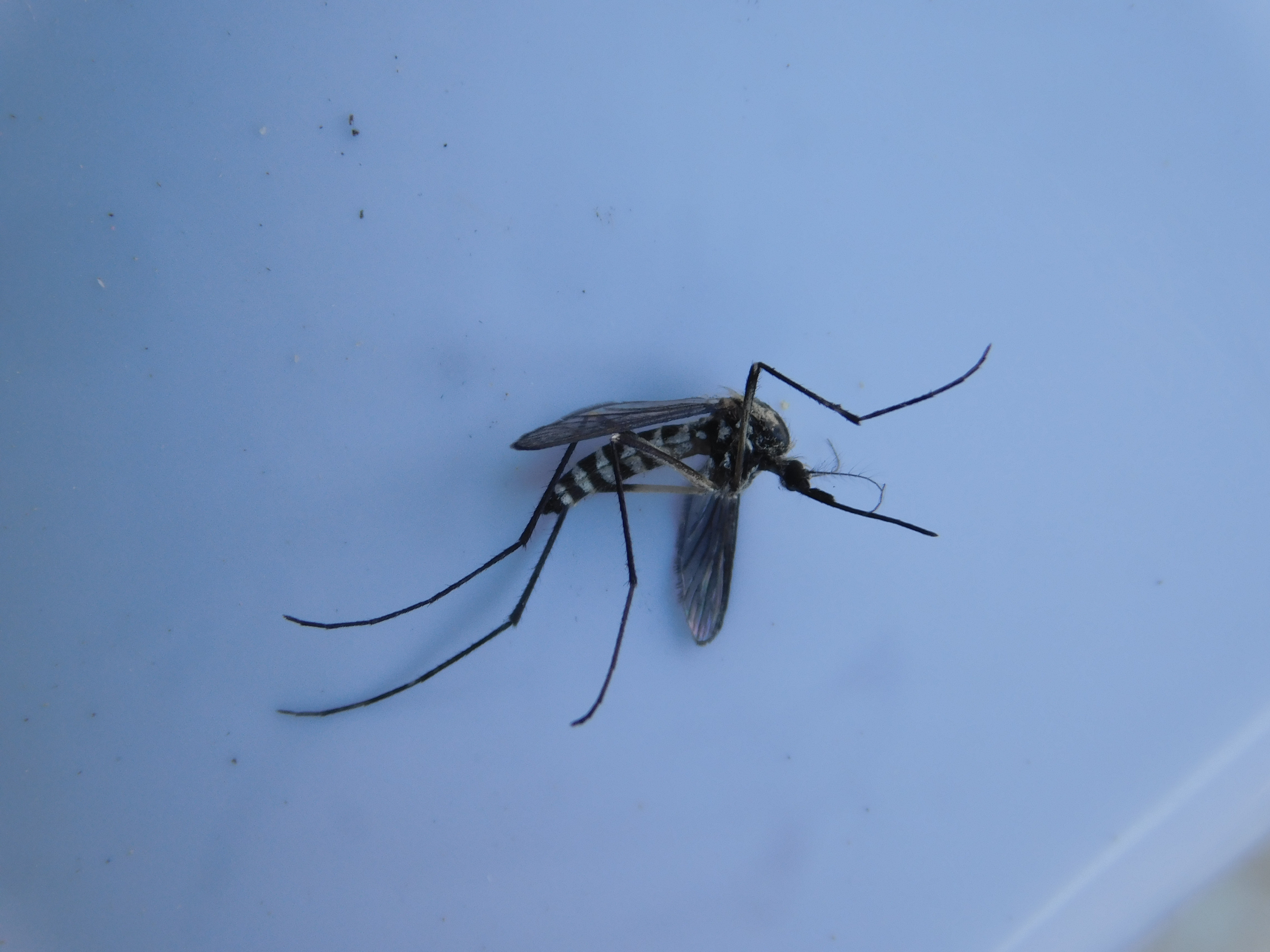 Ochlerotatus geniculatus - díszes szúnyog