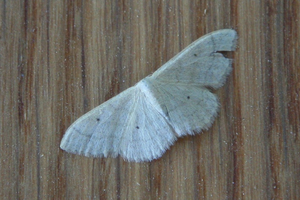 Idaea straminata - szalmasárga sávosaraszoló