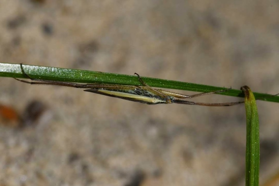 Notostira elongata